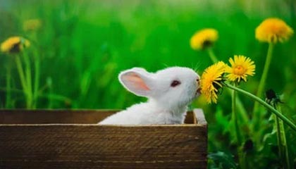 足彩-NineGames——开启你的极致游戏世界